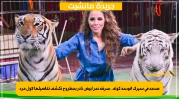صدمة في سيرك أنوسة كوتة.. سرقة نمر أبيض نادر بمطروح تكشف تفاصيلها لأول مرة